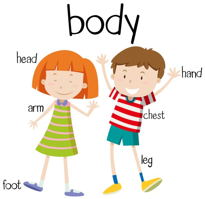 schema corpo umano, corpo umano per bambini, tessere corpo umano
